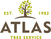 If You Live In San Diego And Need A Tree Removed, You Should Call A Reputable Company That Offers ...