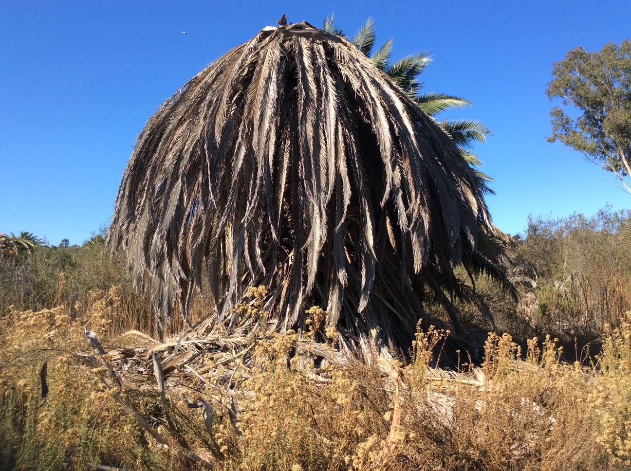 Tree Care Services in San Diego