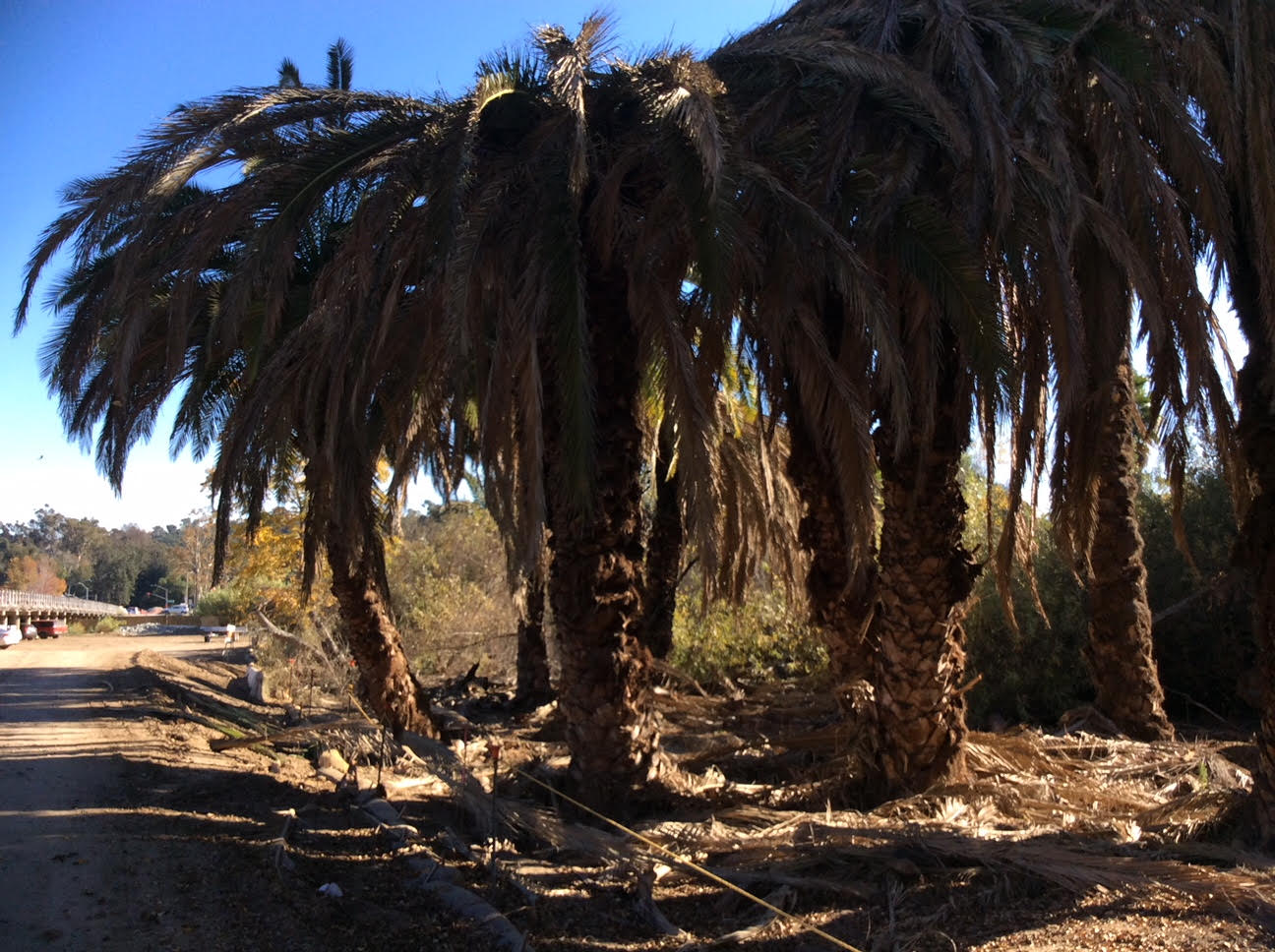 Tree Care San Diego Ca