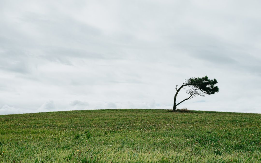 Trees and Wind, Wind and Trees