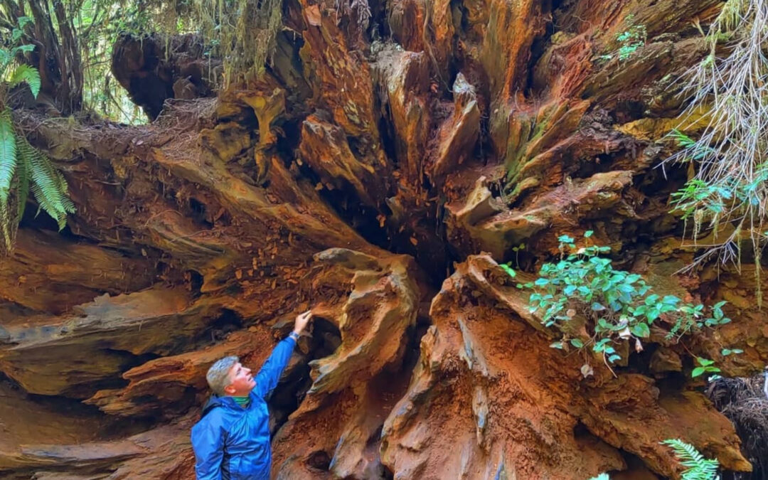 San Diego Arborist