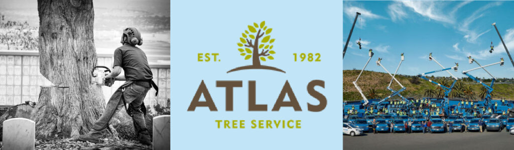 San Diego Arborist