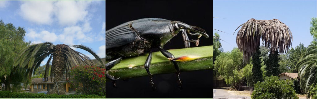 South American Palm Weevils and Resulting Damage