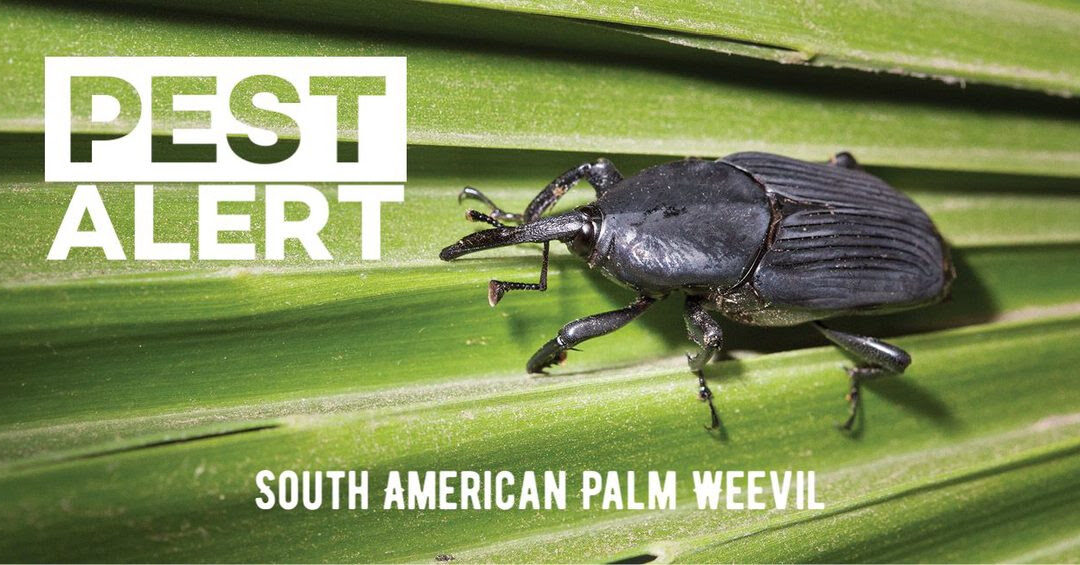 South American Palm Weevils in San Diego