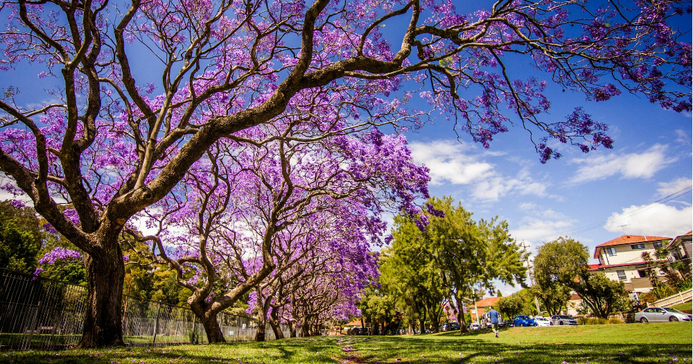 Spring Tree and Landscape Checklist