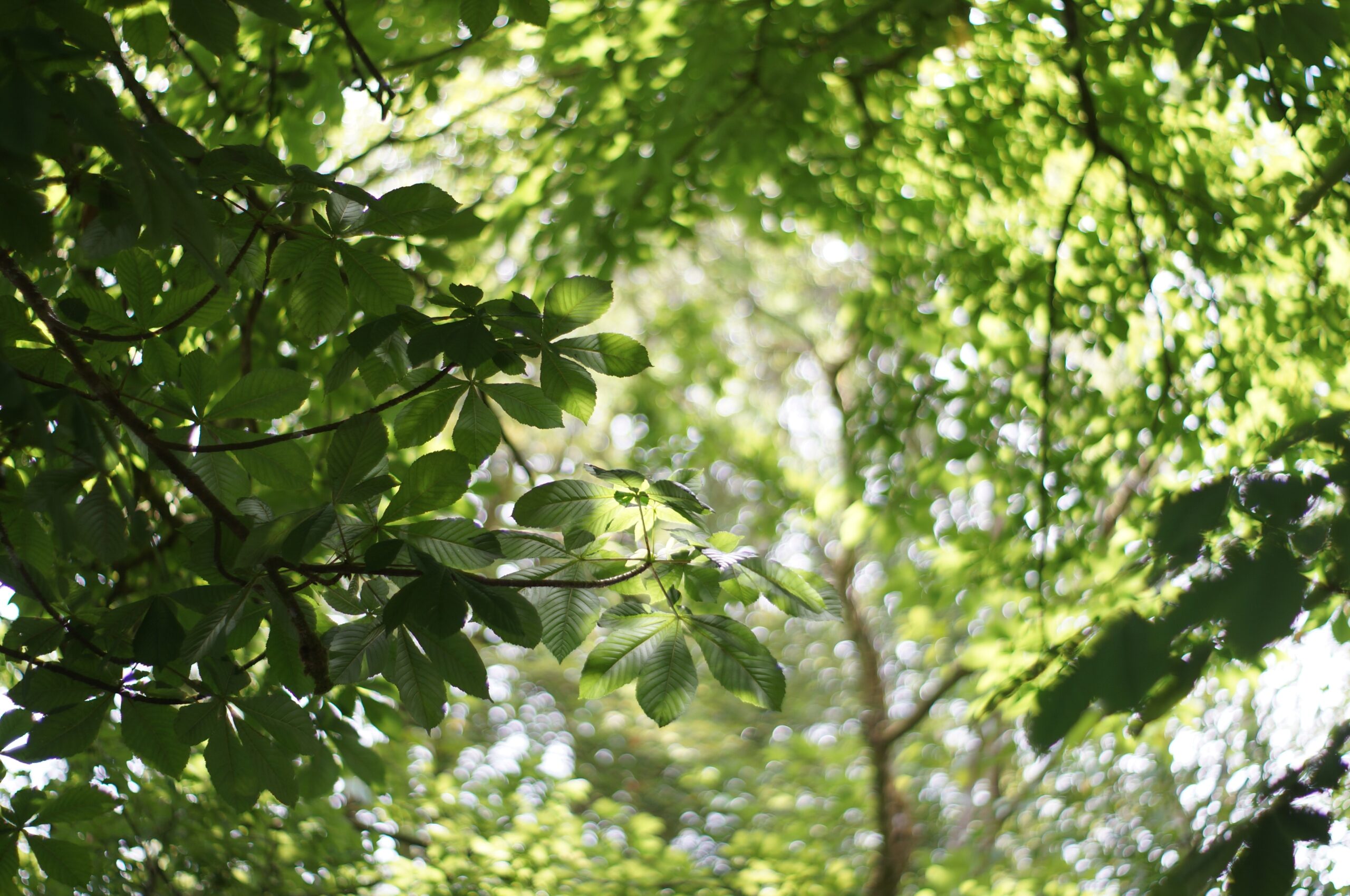 Basics of Tree Pruning