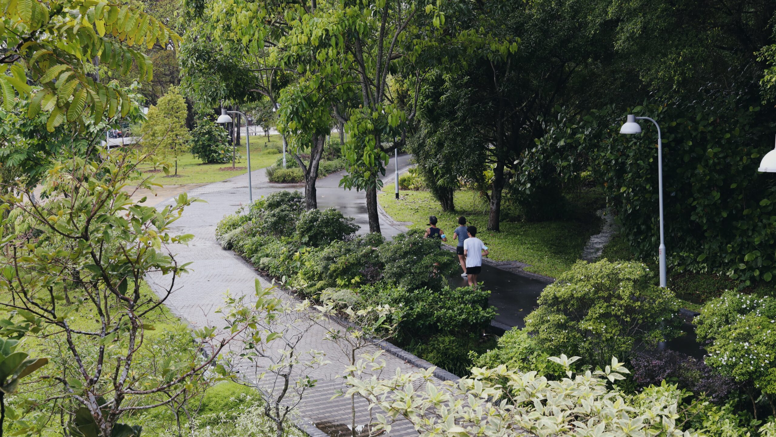 The Importance of Urban Forests