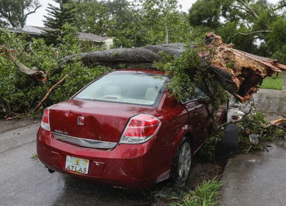 Dealing With Tree Related Emergencies: A Guide